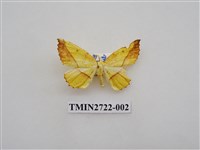 藏品(尺蛾276)的圖片